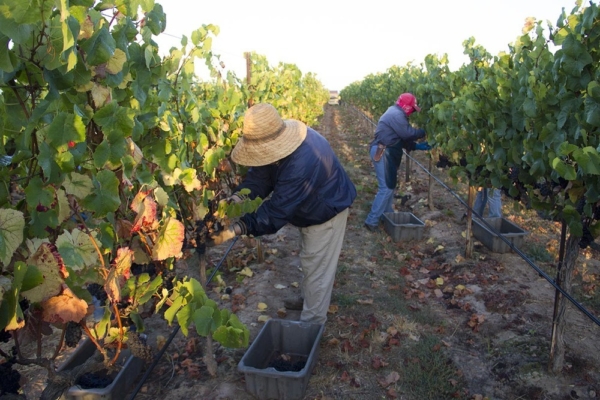 2013 Crush Under Way!