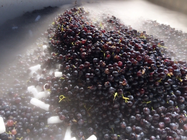 High praise for the fickle grapes