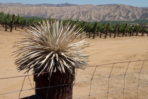 Lumen 2013 Grenache from SB Highlands Vineyard
