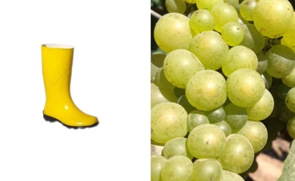 What Lane’s boot tell us