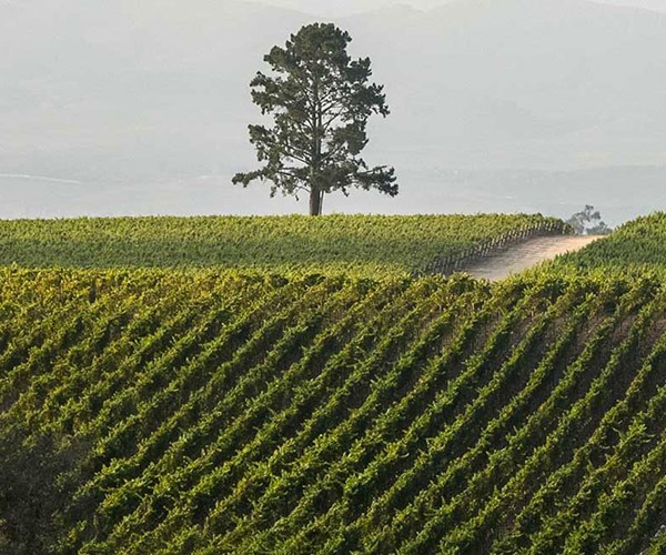 Presqu'ile Vineyard - Santa Barbara County