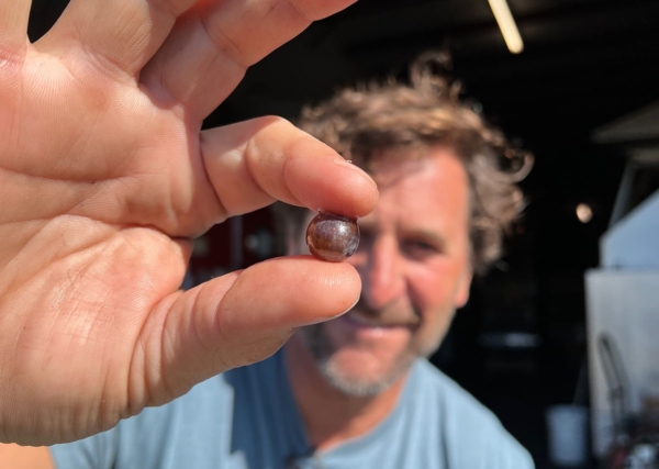 The Wild King (part one)